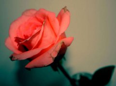 三无婚姻指什么意思?三无婚姻该不该继续?